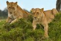 Two Lions on a Hill