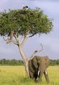 Kenya Elephant
