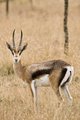 Tompson's Gazelle, Maasai Mara, Kenya