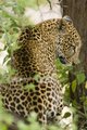 The Illusive Leopard