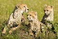 Looking for Mom - Maasai Mara, Kenya