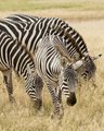 Four Zebras - Kenya