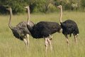 Three Ostriches - Kenya