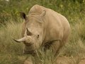White Rhino - Kenya