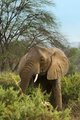 Lunch Time in the Bush