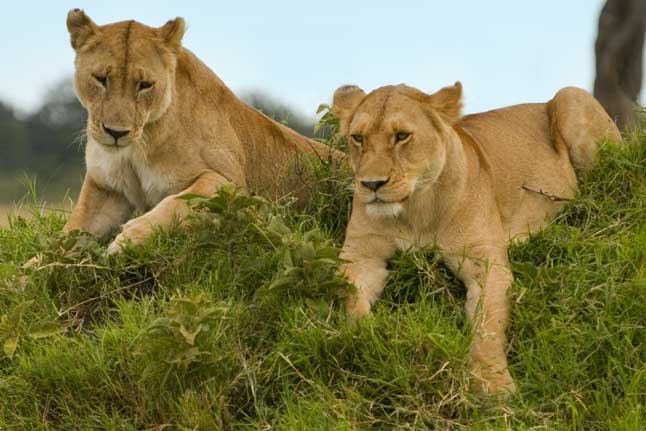 Two Lions on a Hill