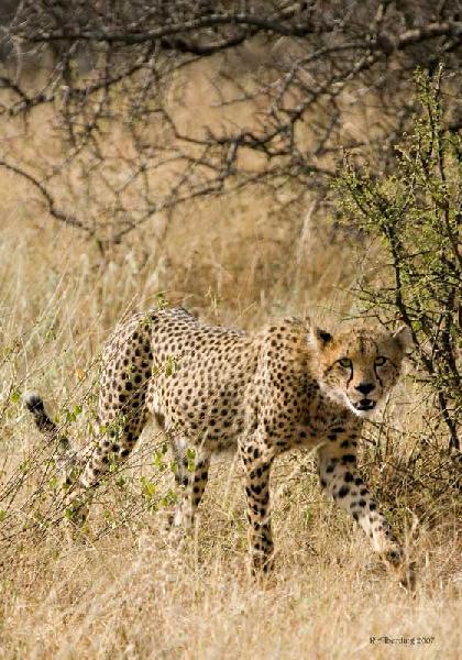 Kenya Cheetah