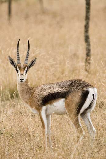 Tompson's Gazelle, Maasai Mara, Kenya