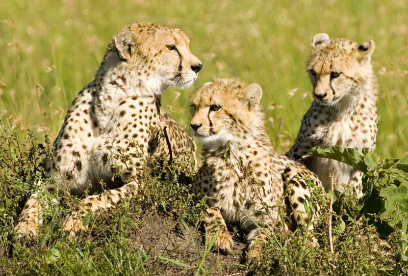 Looking for Mom - Maasai Mara, Kenya
