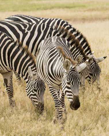 Four Zebras - Kenya