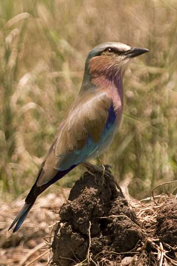Roller  - Kenya