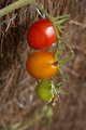 Traffic Light Tomatoes