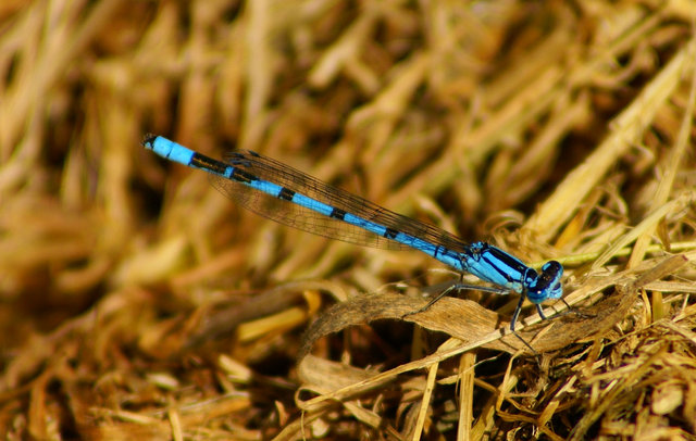 Damselfly