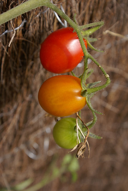 Traffic Light Tomatoes