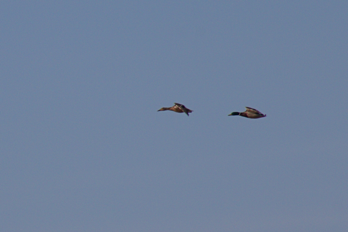 007 Mallard Ducks Marsh+Birds 040