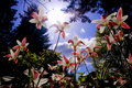 Dance of the tulips