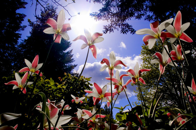 Dance of the tulips