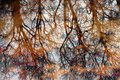 tree refection.jpg