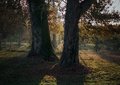 treesfog.jpg