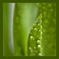 green leaf.jpg