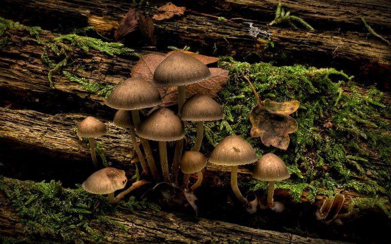 mushroom.jpg