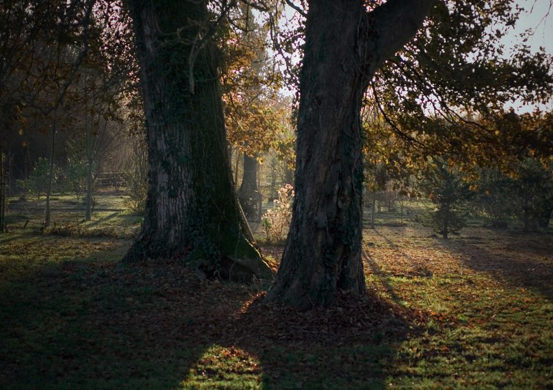 treesfog.jpg