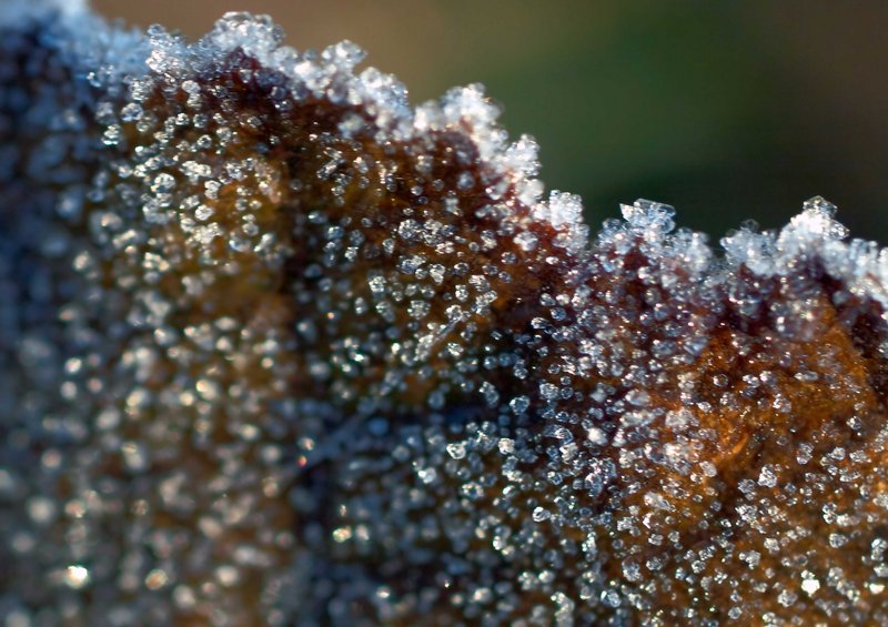 ice leaf.jpg