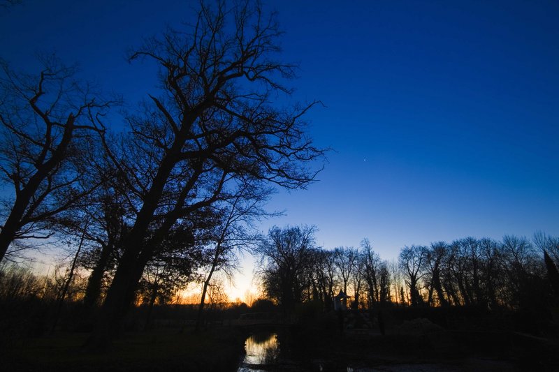 Night Sky Trees.jpg