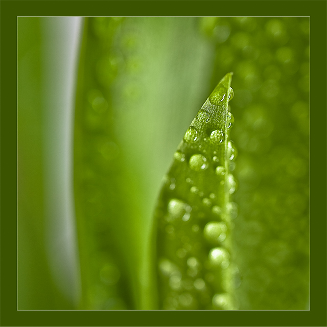 green leaf.jpg