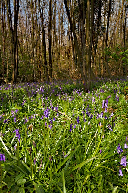 Blue Bells woodlad.jpg