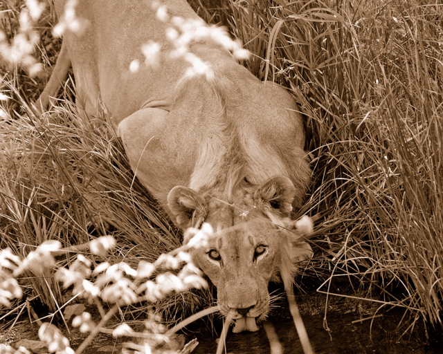 Lion_in_Grass_LR.JPG