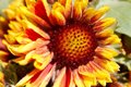 Sun Flower
