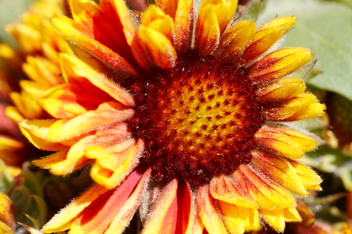 Sun Flower