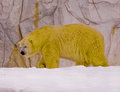 Bearlogogold.jpg