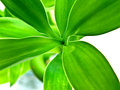 Bamboo-1-Edit.jpg