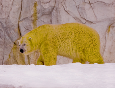 Bearlogogold.jpg