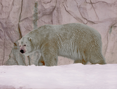 Bearlogosilver.jpg