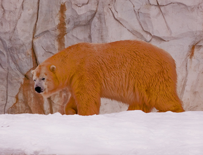 BearlogoBronze.jpg