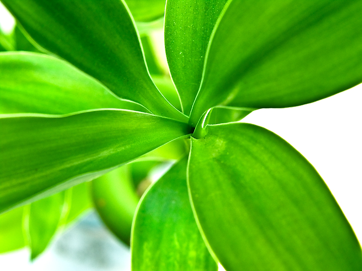 Bamboo-1-Edit.jpg