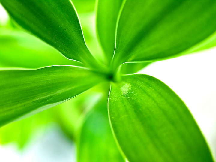 Bamboo-2-Edit.jpg