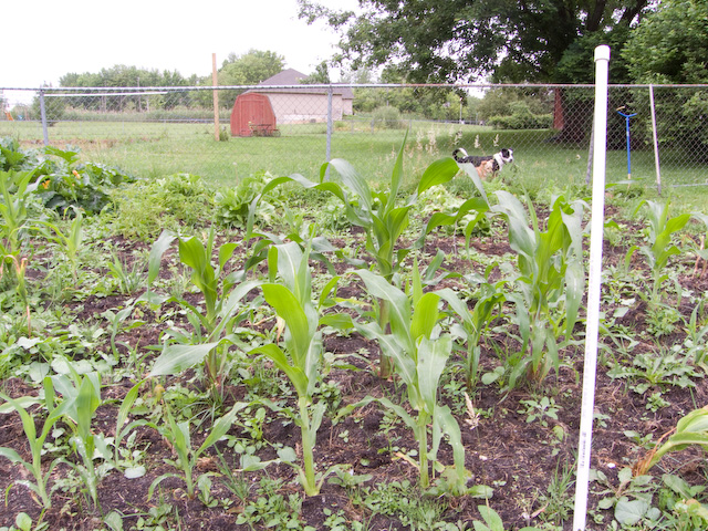 garden.jpg