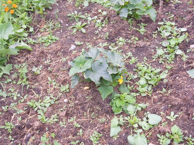 garden-2.jpg
