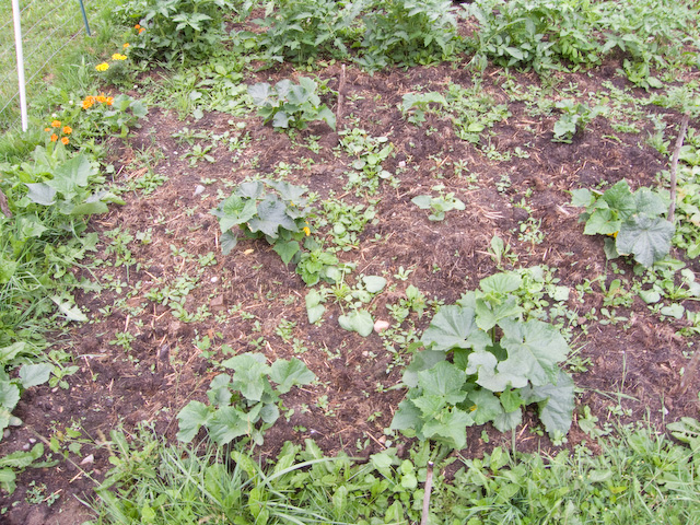 garden-3.jpg