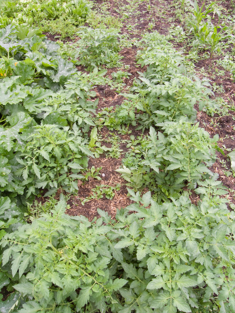 garden-4.jpg