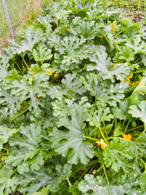 garden-5.jpg