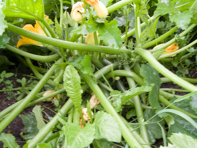 garden-6.jpg