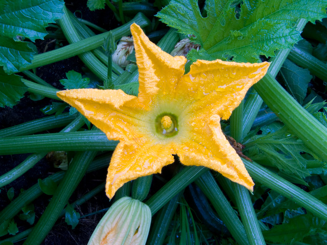 garden-7.jpg