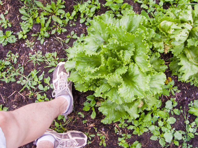 garden-8.jpg