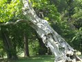 Slanted Tree