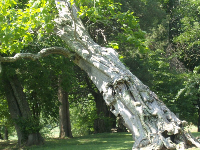 Slanted Tree